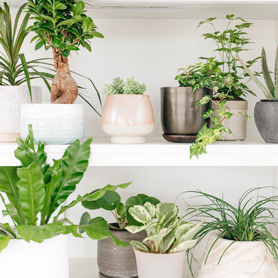 6 Tips To Keep Your House Plants Alive During Summer