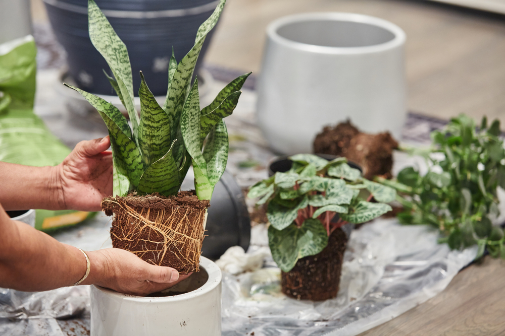 10 Low-Maintenance Indoor Plants for Summer