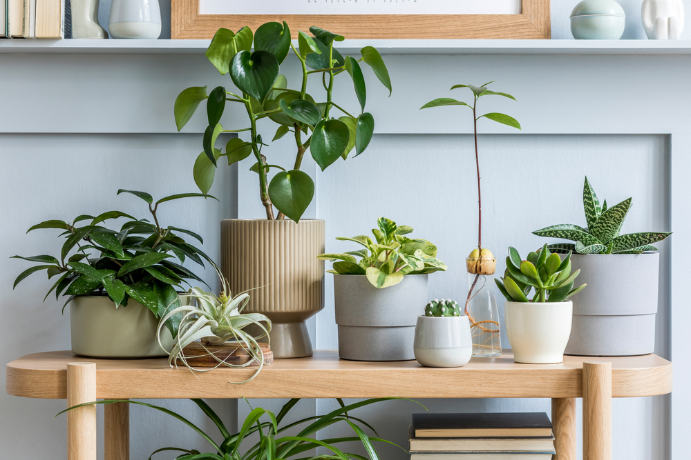 6 Tips To Keep Your Indoor Plants Happy All Winter Long