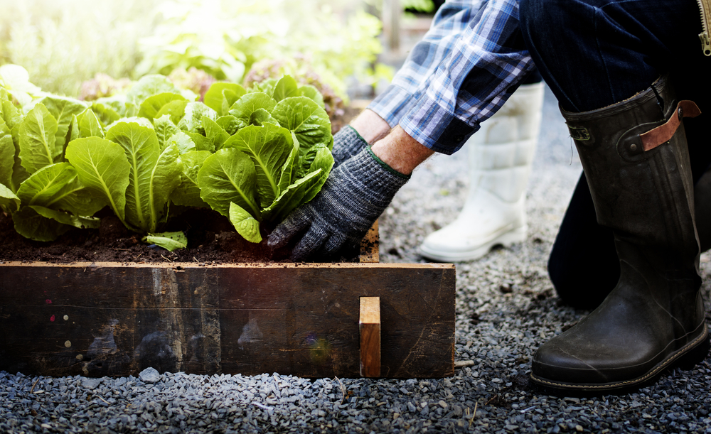Common Mistakes To Avoid When Growing Vegetables