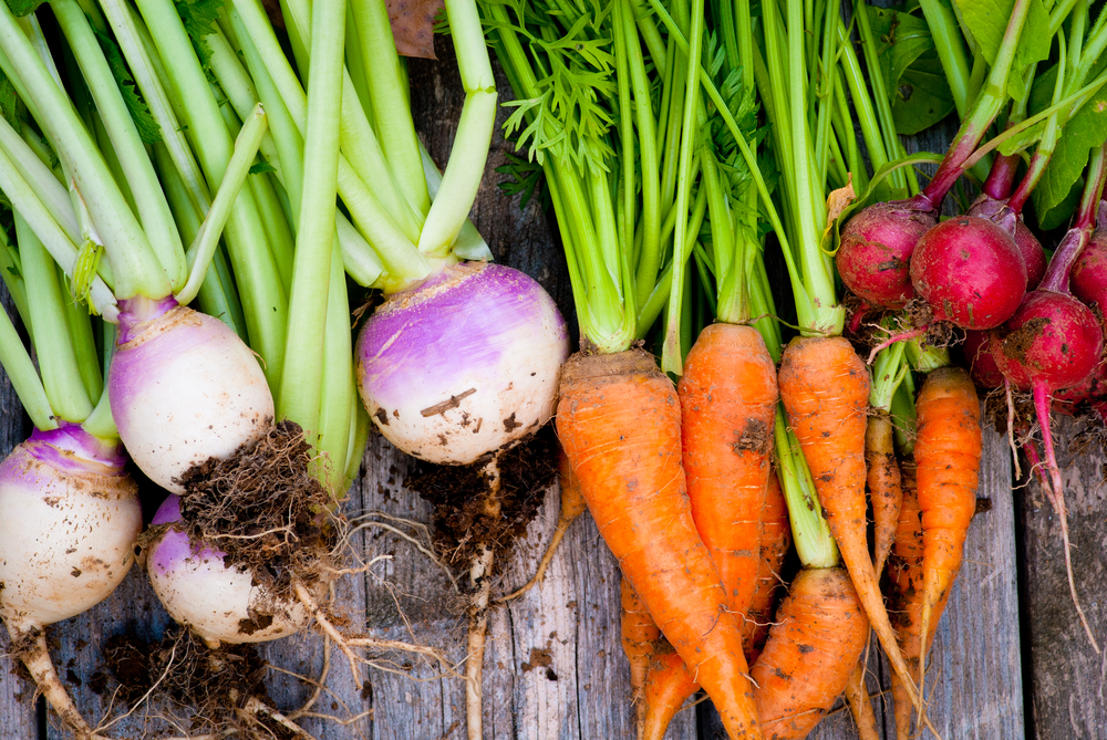 Starting Your Own Vegetable Garden: A Step-by-Step Guide